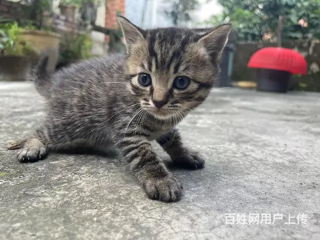 【搞定了！】蓝猫生了四只（还有两只），爱猫人士联系我哦 - 图片 2