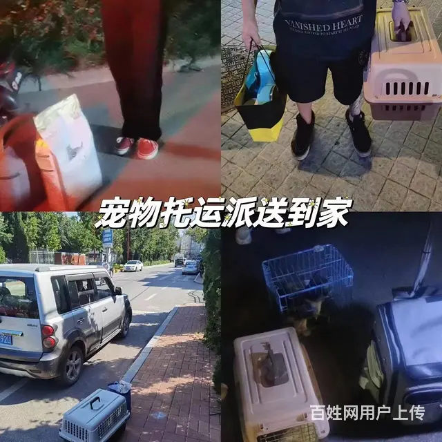 常州市宠物托运（猫狗）邮寄快递（2023今日 推荐运输 - 图片 4
