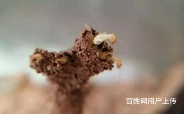 旌阳判断家里有无白蚁的方法白蚁防治黑色的蚂蚁是白蚁 - 图片 4