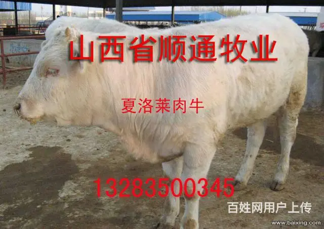 小肉牛批发，小肉牛价格，1500元 - 图片 1