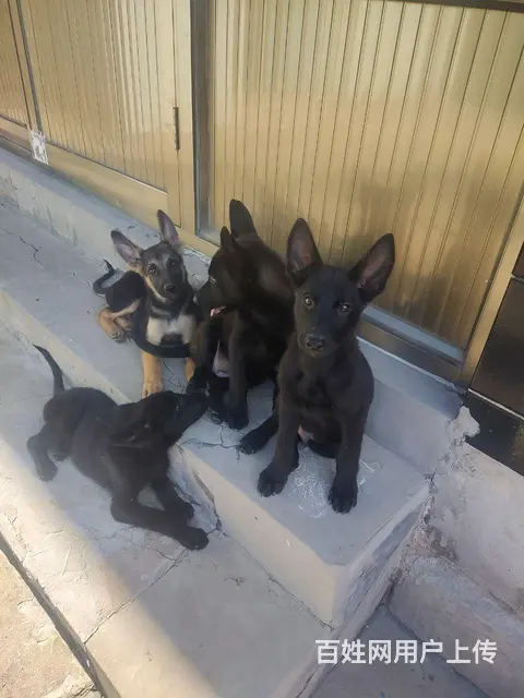 出售东德牧羊犬 - 图片 1