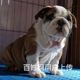 海盗眼 熊猫眼 黑白色 全白法国斗牛犬出售 - 图片 7