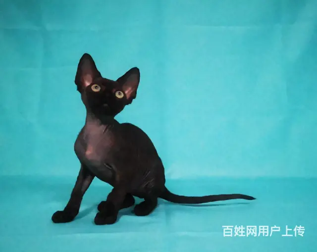 德文卷毛猫本地哪里有卖的 多少钱一只 图片价格 - 图片 2
