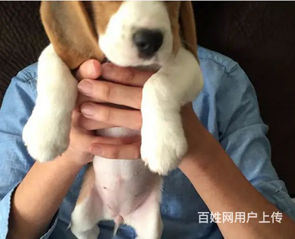 六安养比格犬的地方，卖比格犬的地方 - 图片 11