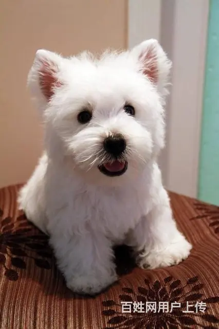 纯种西高地白梗幼犬 西高地价格优惠来家看狗挑选 - 图片 2