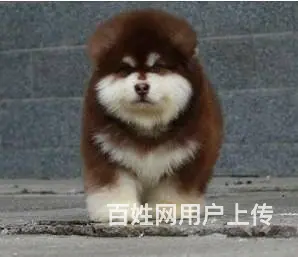 纯种熊版巨型阿拉斯加 十字脸桃心脸 保质保健康 - 图片 2