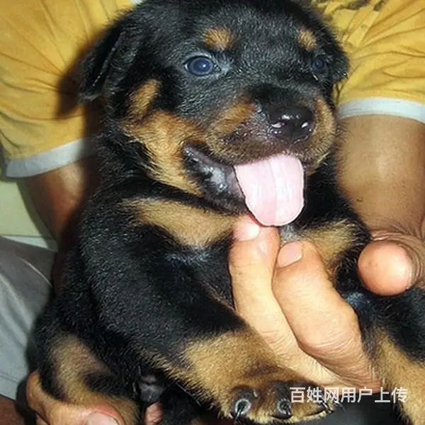 酒泉【*推荐】罗威纳犬舍‖罗威纳养殖场 - 图片 6