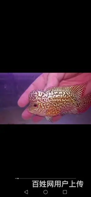 丹东罗汉鱼专卖，罗汉鱼价格 - 图片 9