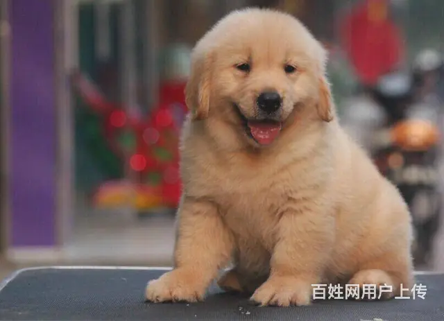 大同有卖金毛犬的吗 金毛犬价位 哪有纯种金毛幼犬 - 图片 2