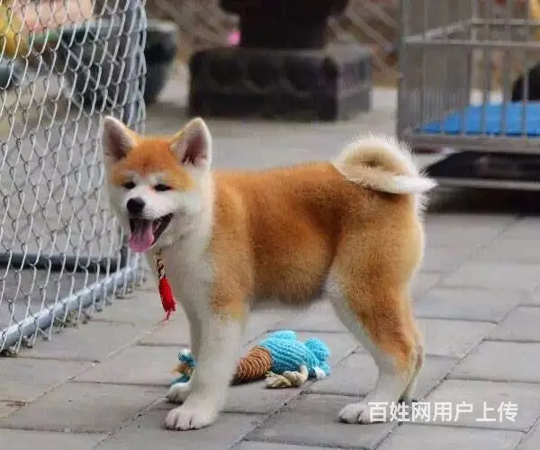 平顶山哪里有卖宠物狗的 秋田犬图片 柴犬多少钱 - 图片 5