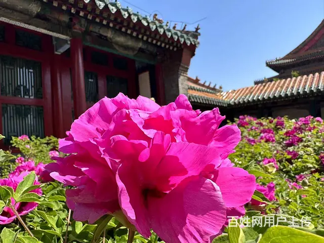 诚意寻找有缘女士，快乐交友   - 图片