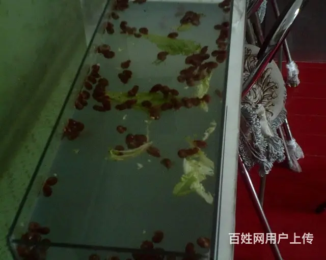 海螺 - 图片 7