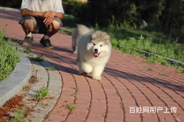 纯种阿拉斯加幼犬 黑十字架脸,大骨量大毛量犬舍直销 - 图片 5