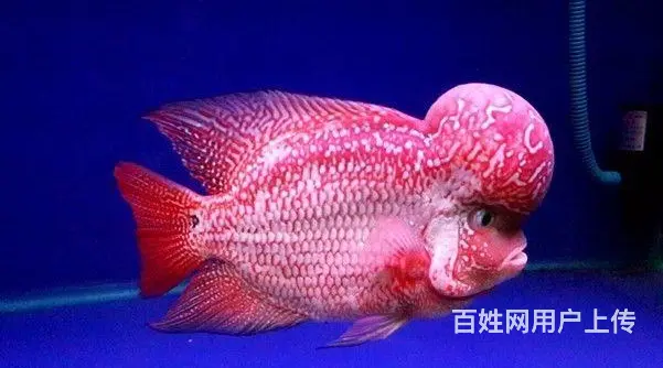 厦门出售泰国进口精品罗汉鱼一手货源，送货上门 - 图片 5