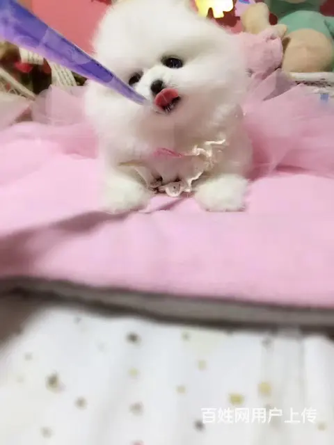 滨州哪有卖博美犬的 精品小体哈多利球形博美 签协议质保 - 图片 3