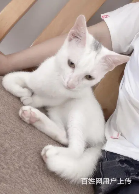 南沙猫咪赠送，孩子过敏 - 图片 1