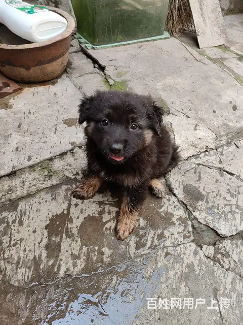低价出售东德牧羊犬。 - 图片 5