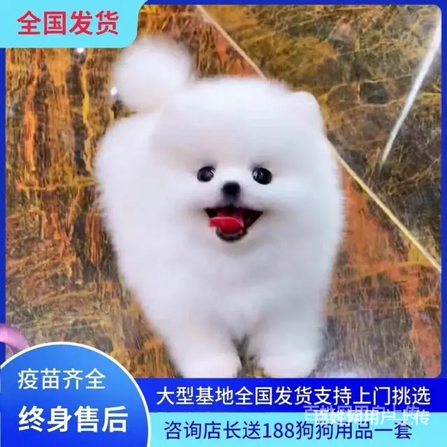 [货到付款犬舍]天门有博美卖吗 博美多少钱 - 图片 1