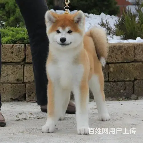 精品纯种秋田犬，品相佳，样子萌哒哒，质量第一 - 图片 6