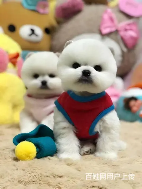 纯血统 博美幼犬 3月包退换 3年保品质 签订 - 图片 7