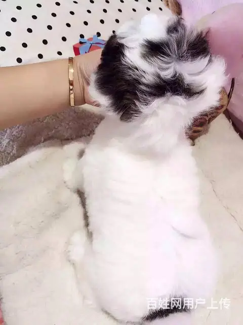 济宁【泰迪犬舍】地址泰迪一般多少钱 - 图片 2