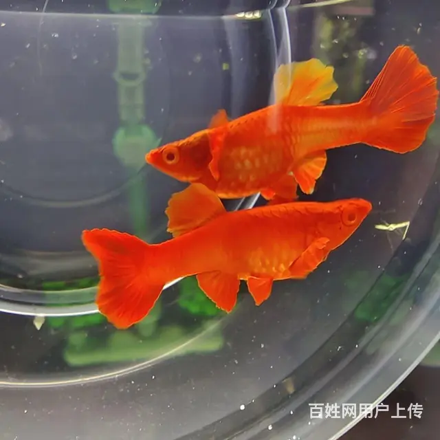 鸿运当头双分水孔雀鱼低价出售10元 - 图片 6