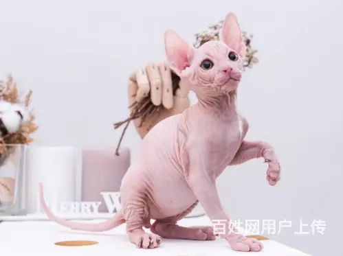 池州出售纯种加拿大斯芬克斯无毛猫 无毛猫图片 - 图片 1