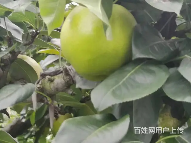 树山翠冠梨 火热预定中 - 图片 2