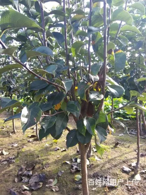 大量占地桃苗，苹果苗，梨苗。杏苗，核桃苗 - 图片 5