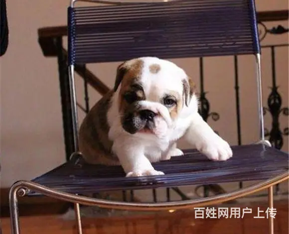 孝感【十年老店】常年繁殖优质血统英牛幼犬 - 图片 6