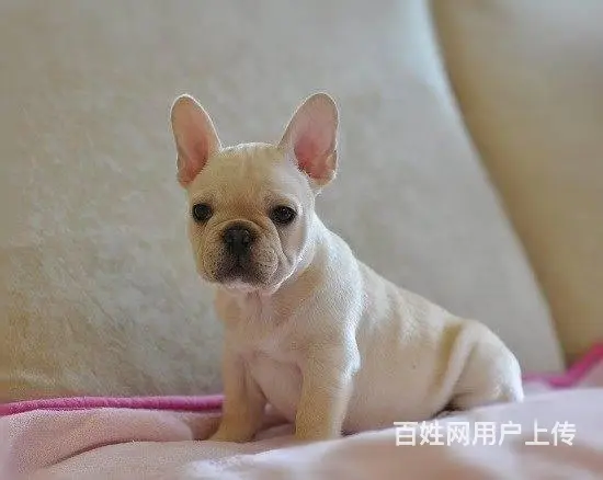 精品法牛犬出售 品相极佳 可视频选狗可上门看狗 - 图片 3