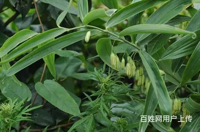 湖北百草堂黄精种植技术好，做良心事业保障农户收益 - 图片 2