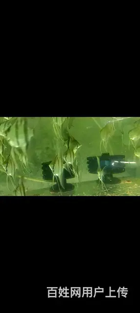 神仙鱼 - 图片 2