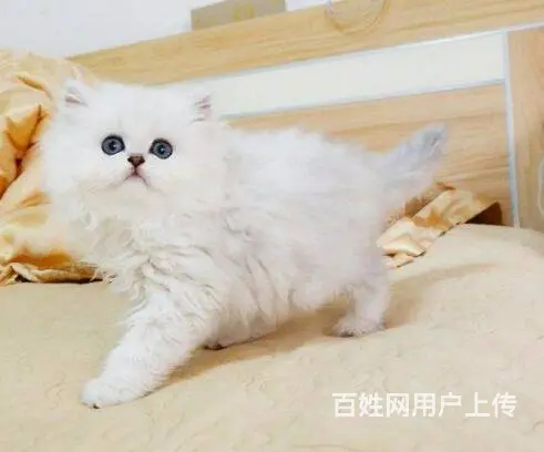 湖州本地层哪里出售渐层猫 渐层猫多少钱 - 图片 2