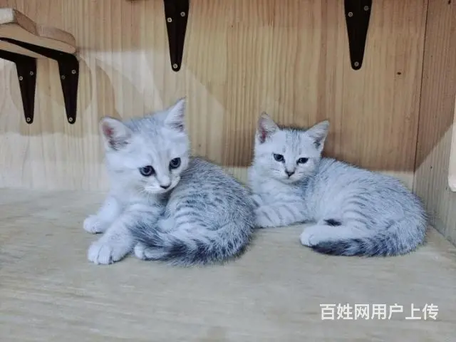 自家猫咪生的小不点，还有一个母的，三个公的，求收养 - 图片 3