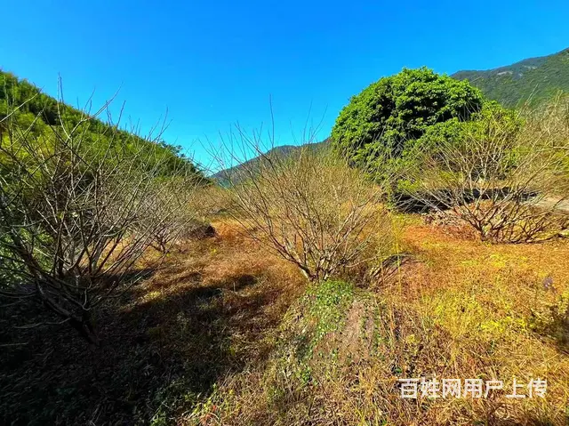 从化区良口镇旅游区溪水边3亩亩山地果园整体转让 - 图片 5