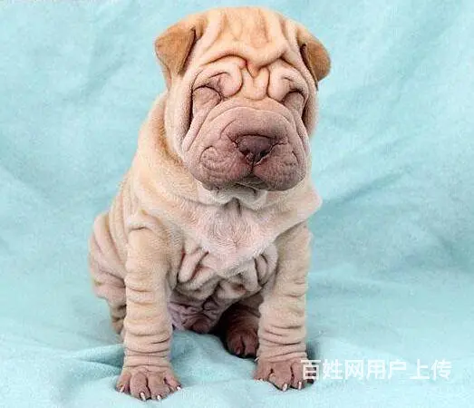 枣庄出售纯种血统的沙皮幼犬  活泼健康  售后完善 - 图片 1