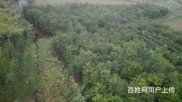 红豆杉低价急出售,高2~3米多，树型美，价钱优惠！ - 图片 11