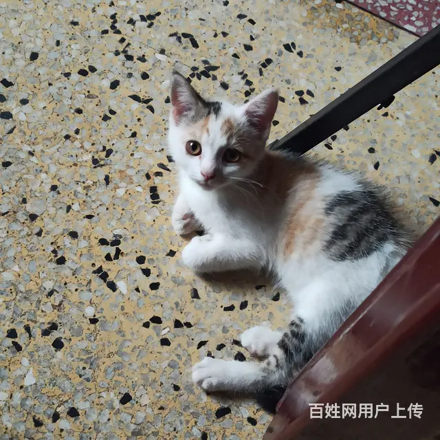 免费送 - 图片 3