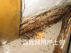 广汉灭白蚁公司白蚁防治黑色翅膀蚂蚁是白蚁 - 图片 3