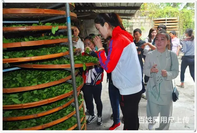 厦门哪里有茶艺培训班? 厦门茶艺师培训哪专业? - 图片 9