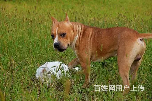 常州宠物寄养一犬一舍 - 图片 4