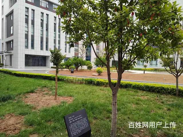 九洲双创可办产权证、多种面积可分割、政策扶持！50年产权！ - 图片 6