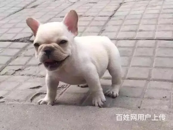 天门哪里可以买到法斗，法斗买一只要多少钱 - 图片 11