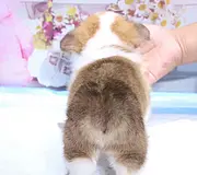 内江纯种柯基价位 知名柯基犬舍