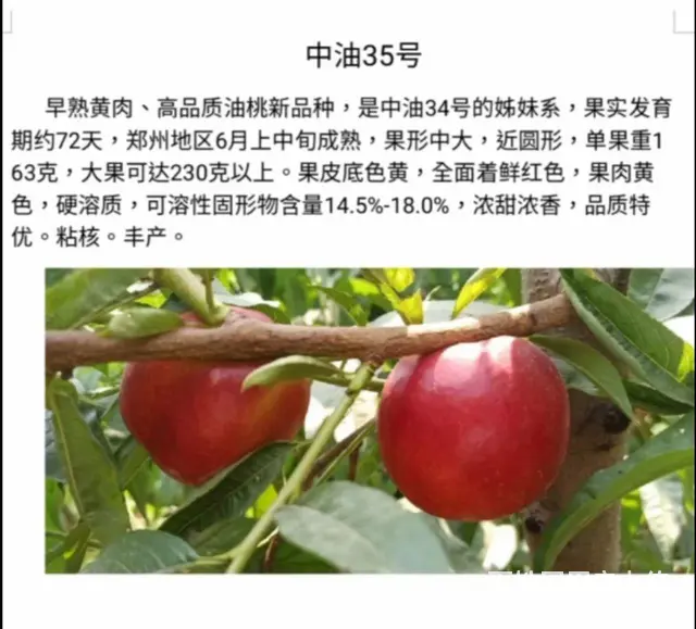 中油蟠9号桃油蟠6-21苗济宁新品种桃苗基地直销 - 图片 6