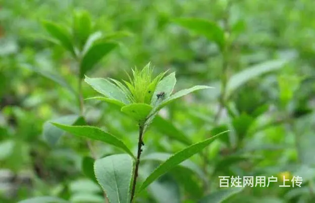 湖北百草堂苍术种植稳产增收，技术简单致富快捷途径 - 图片 2