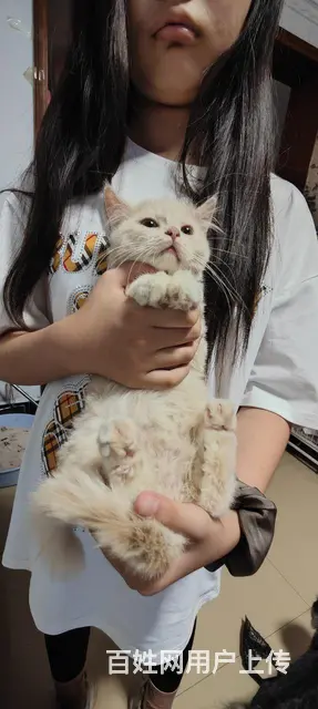 金吉拉英短一袋猫粮 - 图片 2