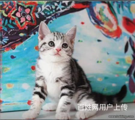 宜宾美短猫舍位置 本地美短猫舍地址在哪儿的图片