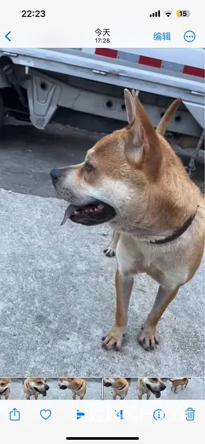 土猎犬 - 图片 4